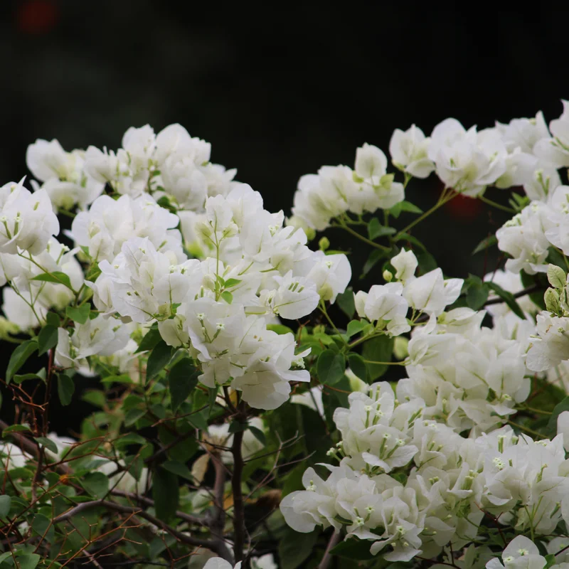 White Bougainvillea Vine Plant 4-6 Inch - Flowering Vine - Ornamental Plant