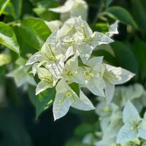 White Bougainvillea Vine Plant 4-6 Inch - Flowering Vine - Ornamental Plant