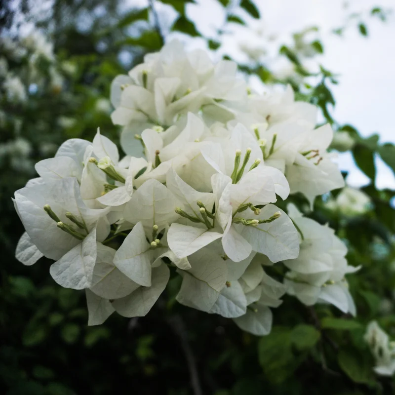 White Bougainvillea Vine Plant 4-6 Inch - Flowering Vine - Ornamental Plant