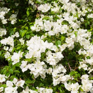 White Bougainvillea Vine Plant 4-6 Inch - Flowering Vine - Ornamental Plant