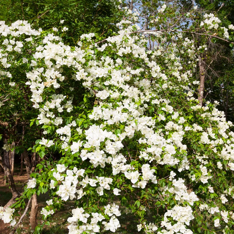 White Bougainvillea Vine Plant 4-6 Inch - Flowering Vine - Ornamental Plant