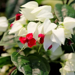 White Clerodendrum Bleeding Heart Vine Set - 4-6 Inch Bell Flowers