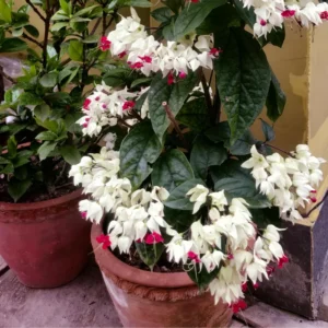 White Clerodendrum Bleeding Heart Vine Set - 4-6 Inch Bell Flowers