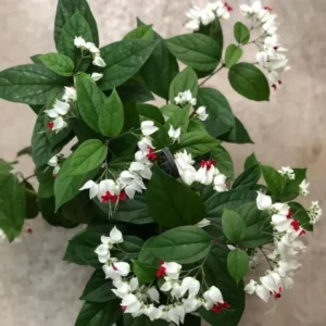 White Clerodendrum Bleeding Heart Vine Set - 4-6 Inch Bell Flowers