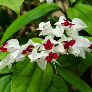 White Clerodendrum Bleeding Heart Vine Set - 4-6 Inch Bell Flowers