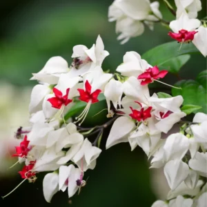 White Clerodendrum Bleeding Heart Vine Set - 4-6 Inch Bell Flowers