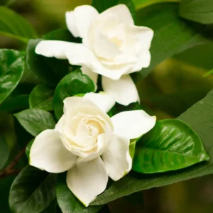 White Gardenia Live Plants - 3 Pack - 4-6 Inch Gardenia Shrubs - Fragrant White Flowers