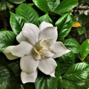 White Gardenia Live Plants - 3 Pack - 4-6 Inch Gardenia Shrubs - Fragrant White Flowers