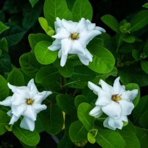 White Gardenia Live Plants - 3 Pack - 4-6 Inch Gardenia Shrubs - Fragrant White Flowers