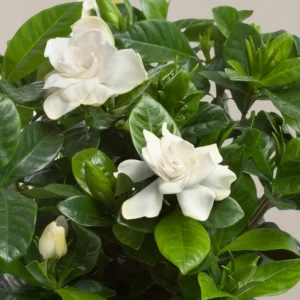 White Gardenia Live Plants - 3 Pack - 4-6 Inch Gardenia Shrubs - Fragrant White Flowers