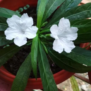 White Mexican Petunia Plants - Set of 2 Live Ruellia Brittoniana 4-7 Inch
