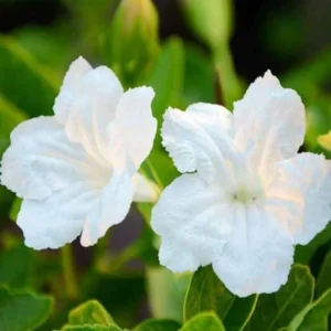 White Mexican Petunia Plants - Set of 2 Live Ruellia Brittoniana 4-7 Inch