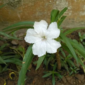 White Mexican Petunia Plants - Set of 2 Live Ruellia Brittoniana 4-7 Inch