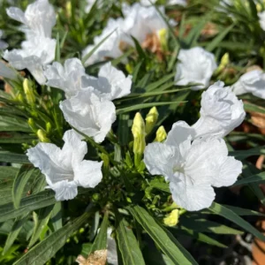White Mexican Petunia Plants - Set of 2 Live Ruellia Brittoniana 4-7 Inch