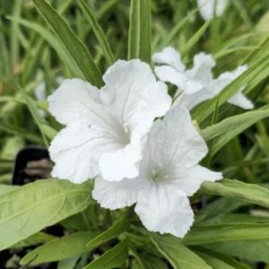 White Mexican Petunia Plants - Set of 2 Live Ruellia Brittoniana 4-7 Inch