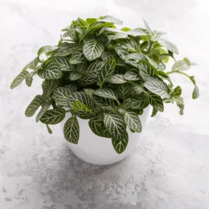 White Nerve Fittonia Plant 2 inch Pot Indoor Houseplant