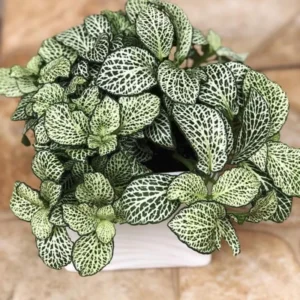 White Nerve Fittonia Plant 2 inch Pot Indoor Houseplant