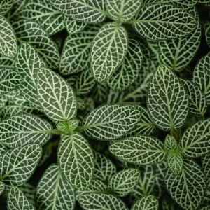 White Nerve Fittonia Plant 2 inch Pot Indoor Houseplant