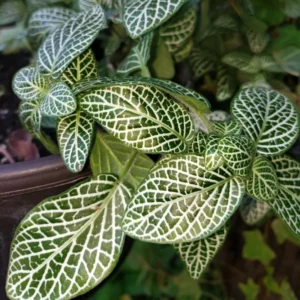 White Nerve Fittonia Plant 2 inch Pot Indoor Houseplant