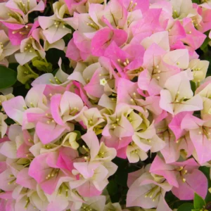 White Pink Bougainvillea Vine Plant 4-6 Inch Starter Size