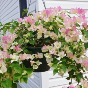 White Pink Bougainvillea Vine Plant 4-6 Inch Starter Size