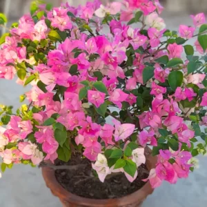 White Pink Bougainvillea Vine Plant 4-6 Inch Starter Size