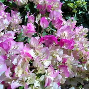 White Pink Bougainvillea Vine Plant 4-6 Inch Starter Size