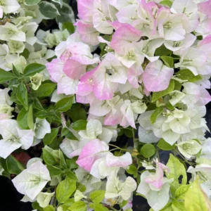 White Pink Bougainvillea Vine Plant 4-6 Inch Starter Size