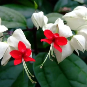 White Red Bleeding Heart Vine Clerodendrum Rooted Plant 4-6 Inch