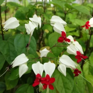 White Red Bleeding Heart Vine Clerodendrum Rooted Plant 4-6 Inch