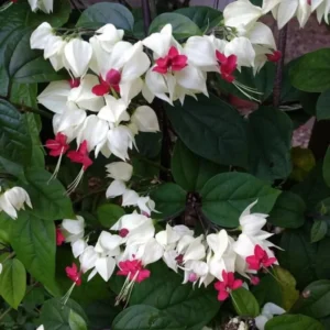 White Red Bleeding Heart Vine Clerodendrum Rooted Plant 4-6 Inch