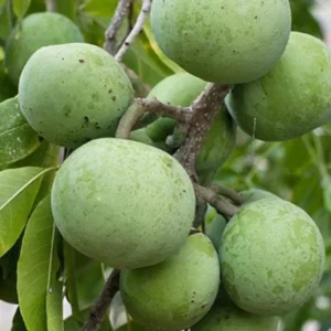 White Sapodilla Tree Seedling - 6-8 Inch Sapote Fruit Tree