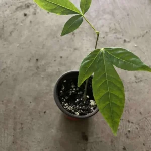 White Sapodilla Tree Seedling - 6-8 Inch Sapote Fruit Tree