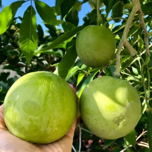 White Sapodilla Tree Seedling - 6-8 Inch Sapote Fruit Tree