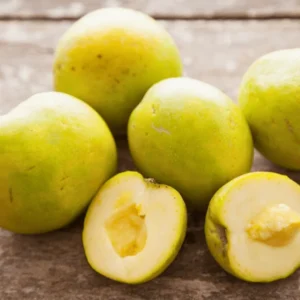 White Sapodilla Tree Seedling - 6-8 Inch Sapote Fruit Tree