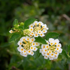White Trailing Lantana Live Plant 3-Pack 4-6 Inch Flowering Ground Cover