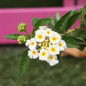 White Trailing Lantana Live Plant 3-Pack 4-6 Inch Flowering Ground Cover
