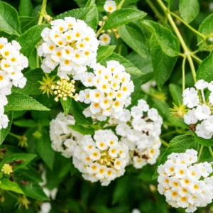 White Trailing Lantana Live Plant 3-Pack 4-6 Inch Flowering Ground Cover
