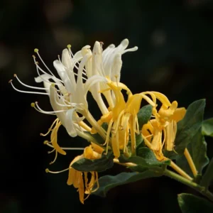 White Yellow Honeysuckle Plant - Starter Vine, Fragrant, 3-5 Inch