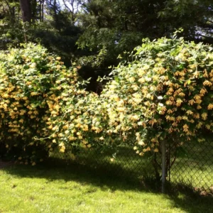 White Yellow Honeysuckle Plant - Starter Vine, Fragrant, 3-5 Inch