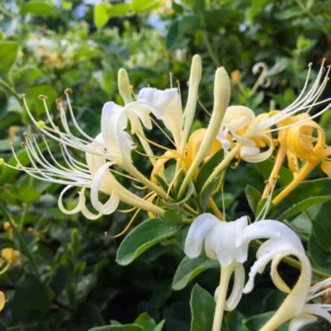 White Yellow Honeysuckle Plant - Starter Vine, Fragrant, 3-5 Inch