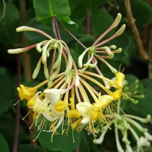 White Yellow Honeysuckle Plant - Starter Vine, Fragrant, 3-5 Inch