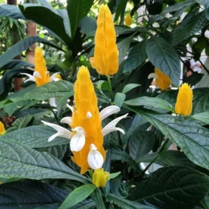 Yellow Shrimp Plant 2 Live Plants - Justica Brandegeana - 5-7'' Tall - Yellow Flowering Shrub
