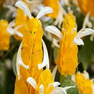 Yellow Shrimp Plant 2 Live Plants - Justica Brandegeana - 5-7'' Tall - Yellow Flowering Shrub