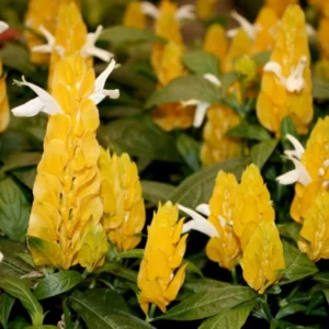 Yellow Shrimp Plant 2 Live Plants - Justica Brandegeana - 5-7'' Tall - Yellow Flowering Shrub