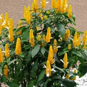 Yellow Shrimp Plant 2 Live Plants - Justica Brandegeana - 5-7'' Tall - Yellow Flowering Shrub