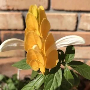 Yellow Shrimp Plant 2 Live Plants - Justica Brandegeana - 5-7'' Tall - Yellow Flowering Shrub
