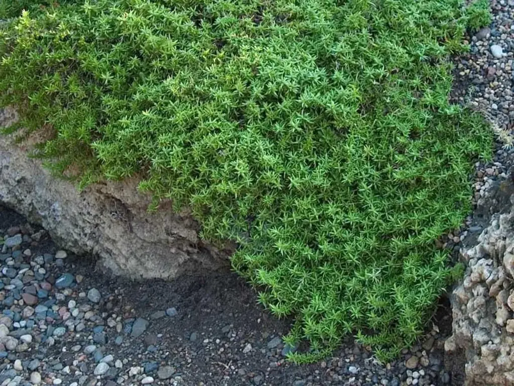 creeping phlox in summer 