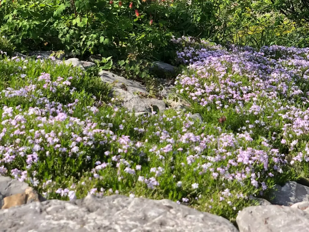creeping phlox in summer