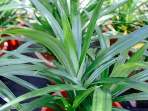 growing panda plants